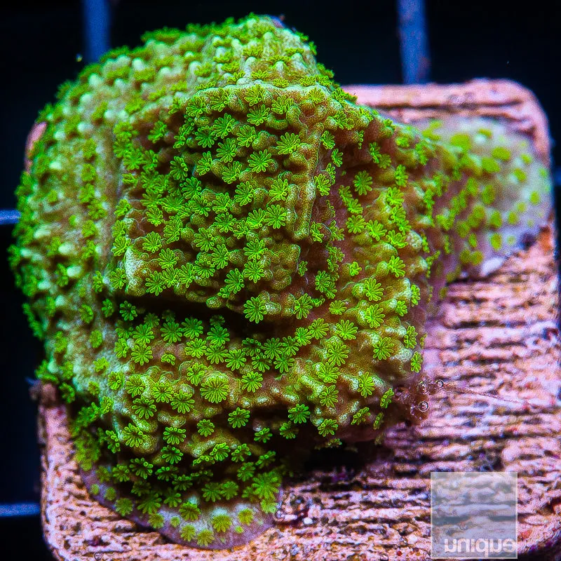 Montipora sp. Green Montipora- WYSIWYG Frag Zoa/Paly