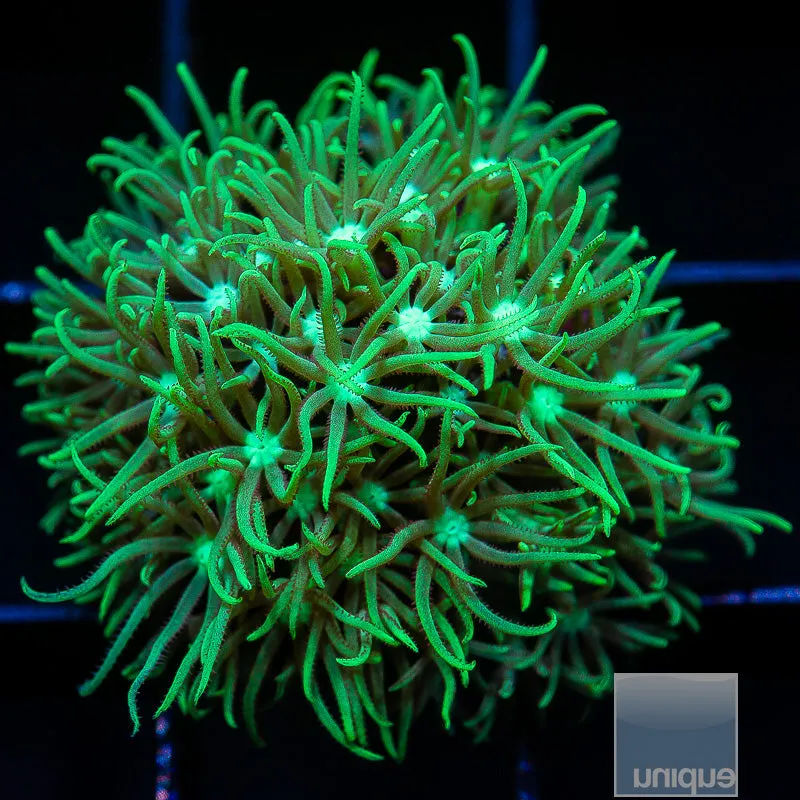 Pachyclavularia sp. Green Star Polyp- WYSIWYG Frag Softie/Beginner