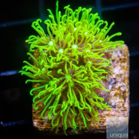 Pachyclavularia sp. Neon Green Star Polyp- WYSIWYG Frag Softie/Beginner