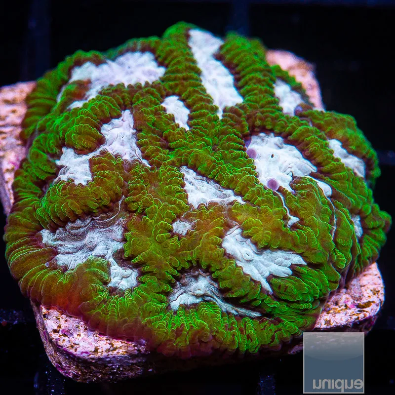 Platygyra sp. Blue and Green Paltygyra- WYSIWYG Frag LPS